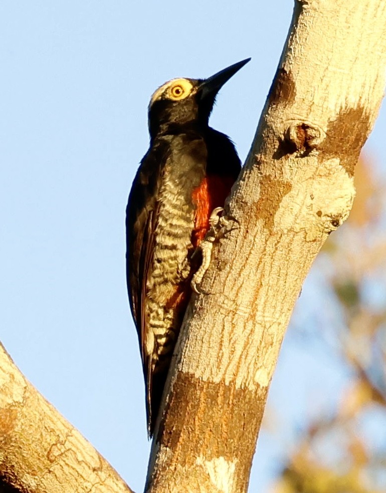 Yellow-tufted Woodpecker - ML639129019