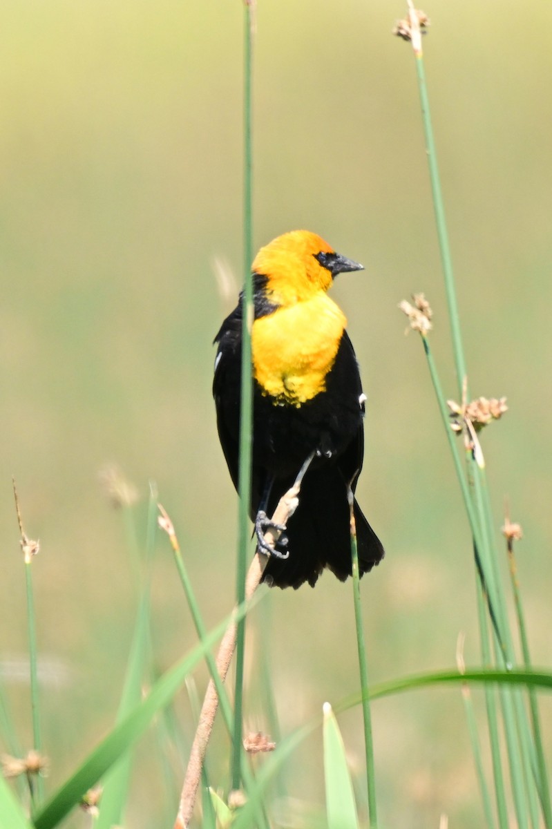 Yellow-headed Blackbird - ML639129092