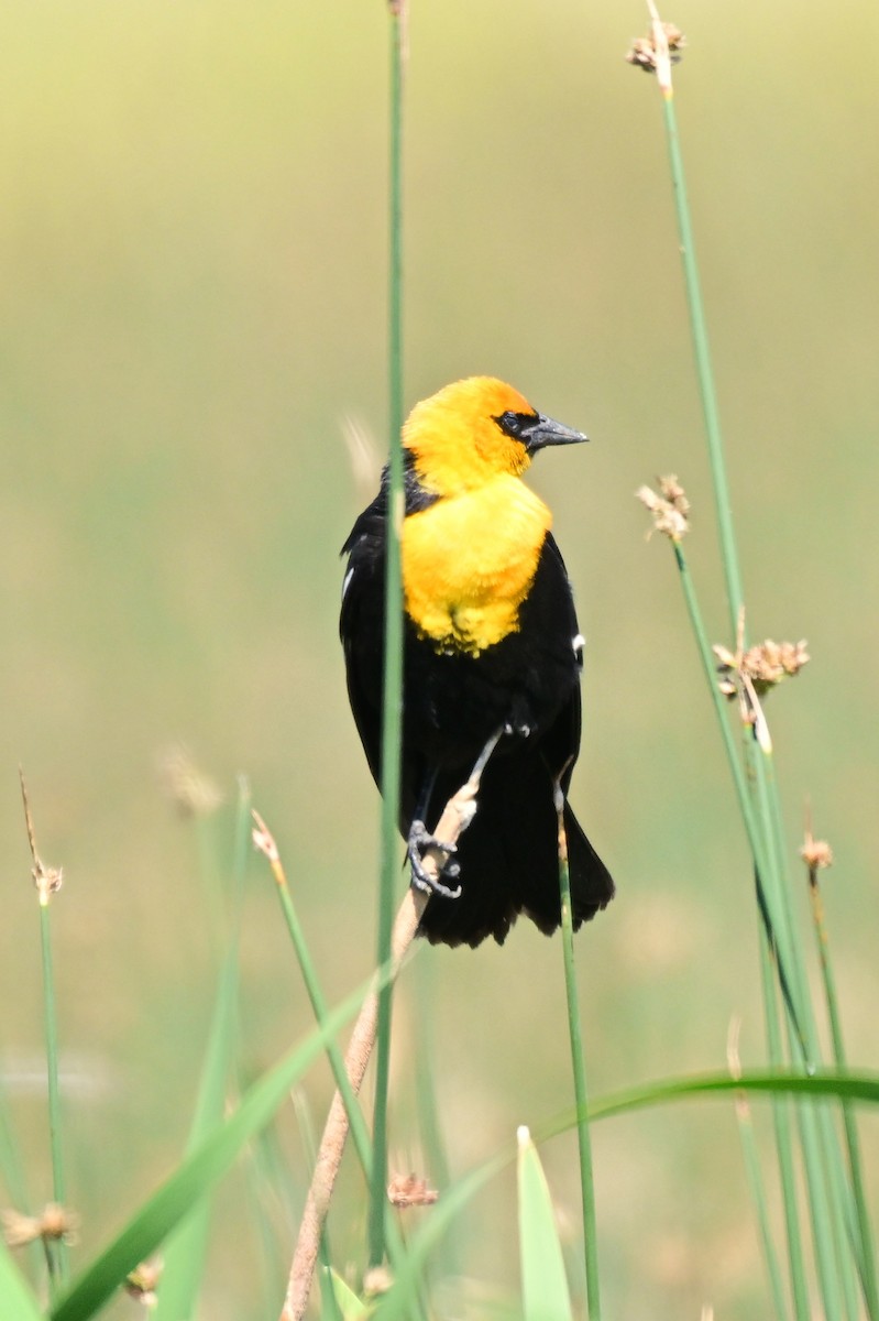 Yellow-headed Blackbird - ML639129093