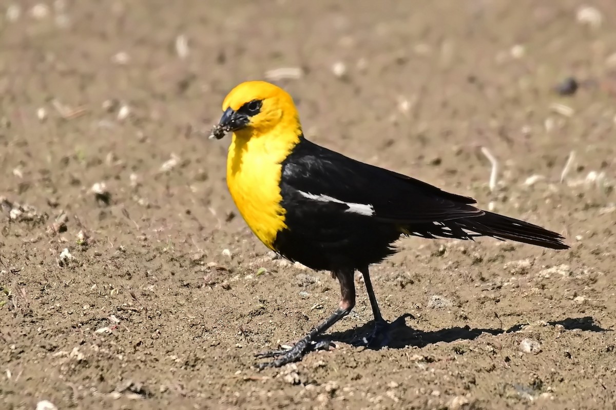Yellow-headed Blackbird - ML639129094
