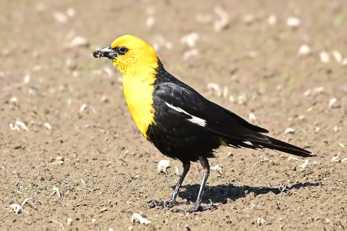 Yellow-headed Blackbird - ML639129098