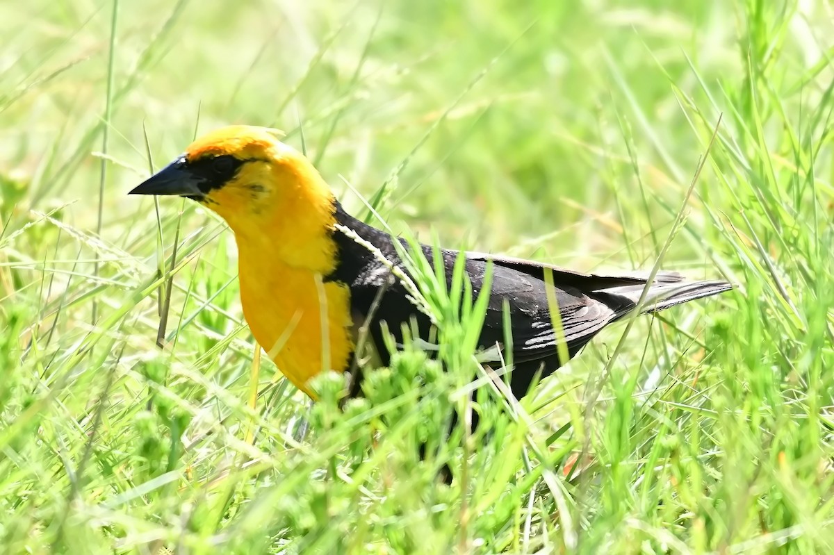 Yellow-headed Blackbird - ML639129100