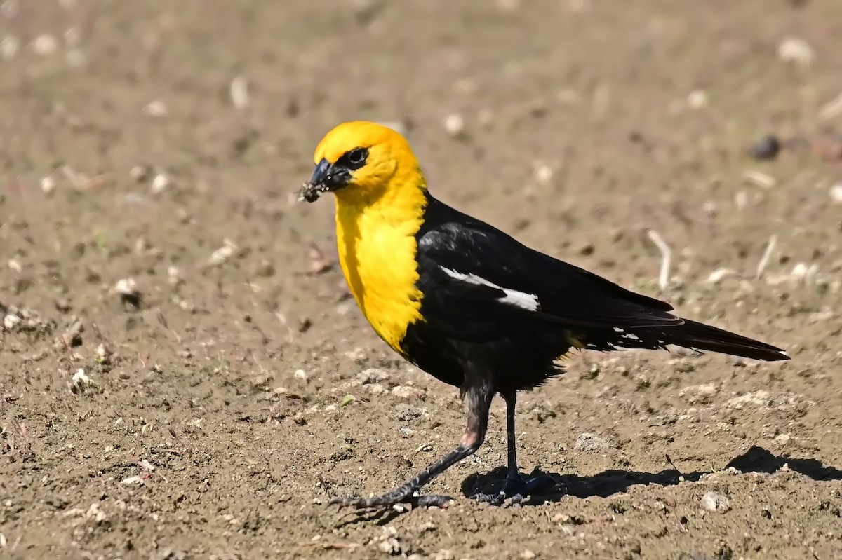 Yellow-headed Blackbird - ML639129101