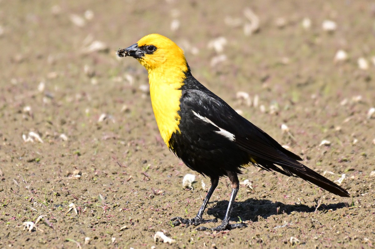 Yellow-headed Blackbird - ML639129102
