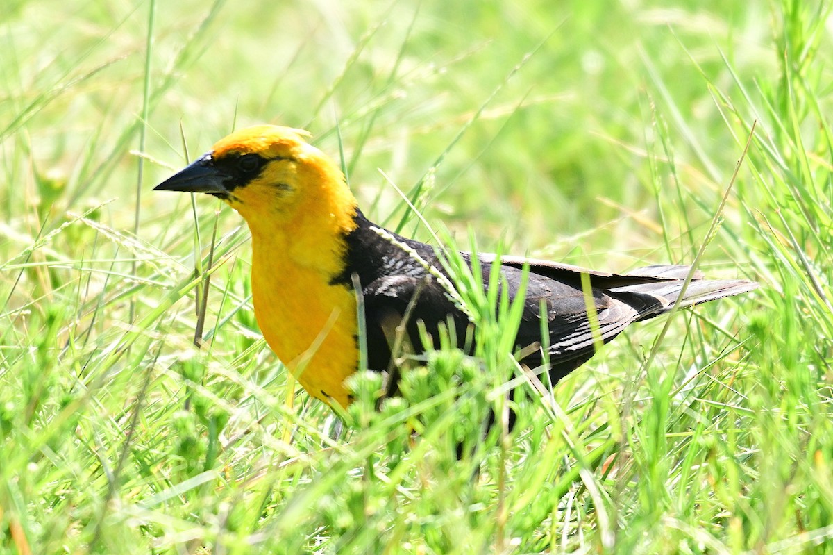 Yellow-headed Blackbird - ML639129103