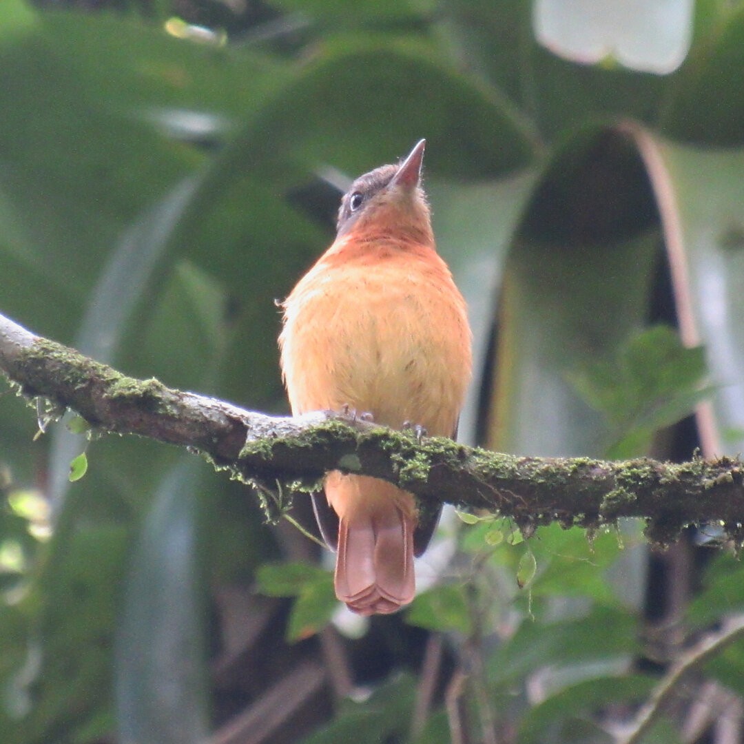 Rufous-tailed Attila - ML639129147