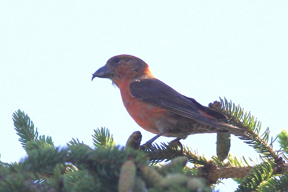Fichtenkreuzschnabel - ML639129160