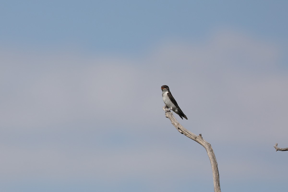 Violet-green Swallow - ML639129263