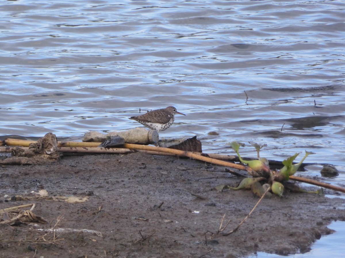 Spotted Sandpiper - ML639129347