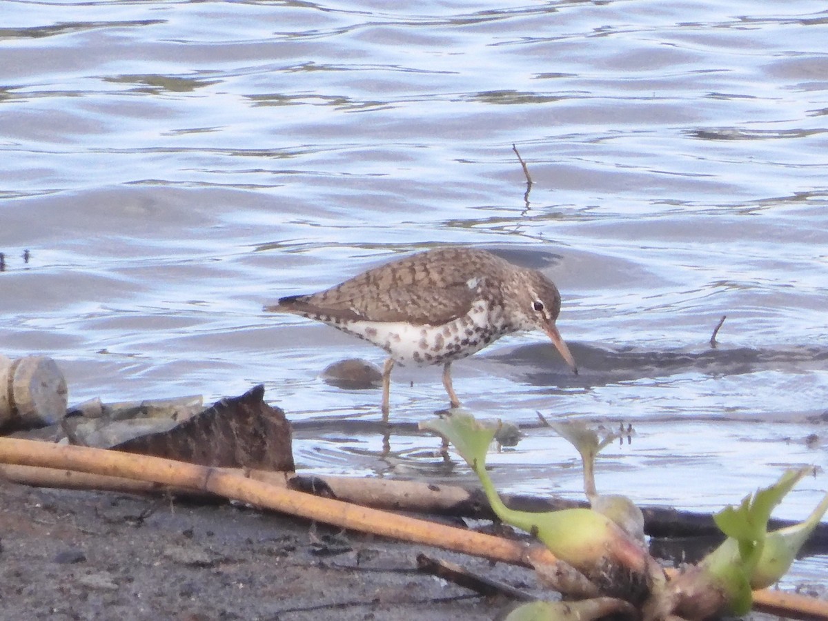 Spotted Sandpiper - ML639129348