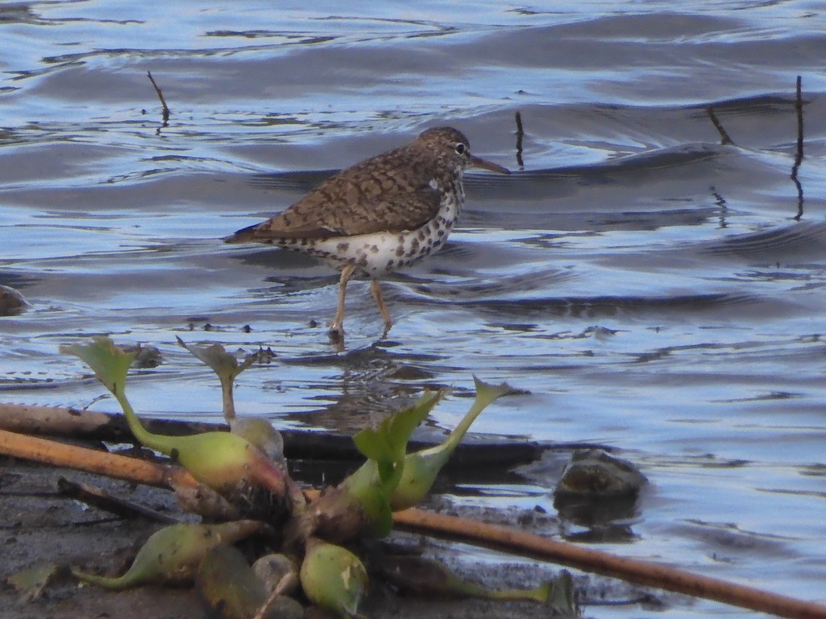 Spotted Sandpiper - ML639129349