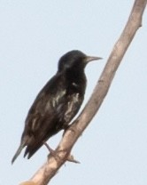 European Starling - ML639129400