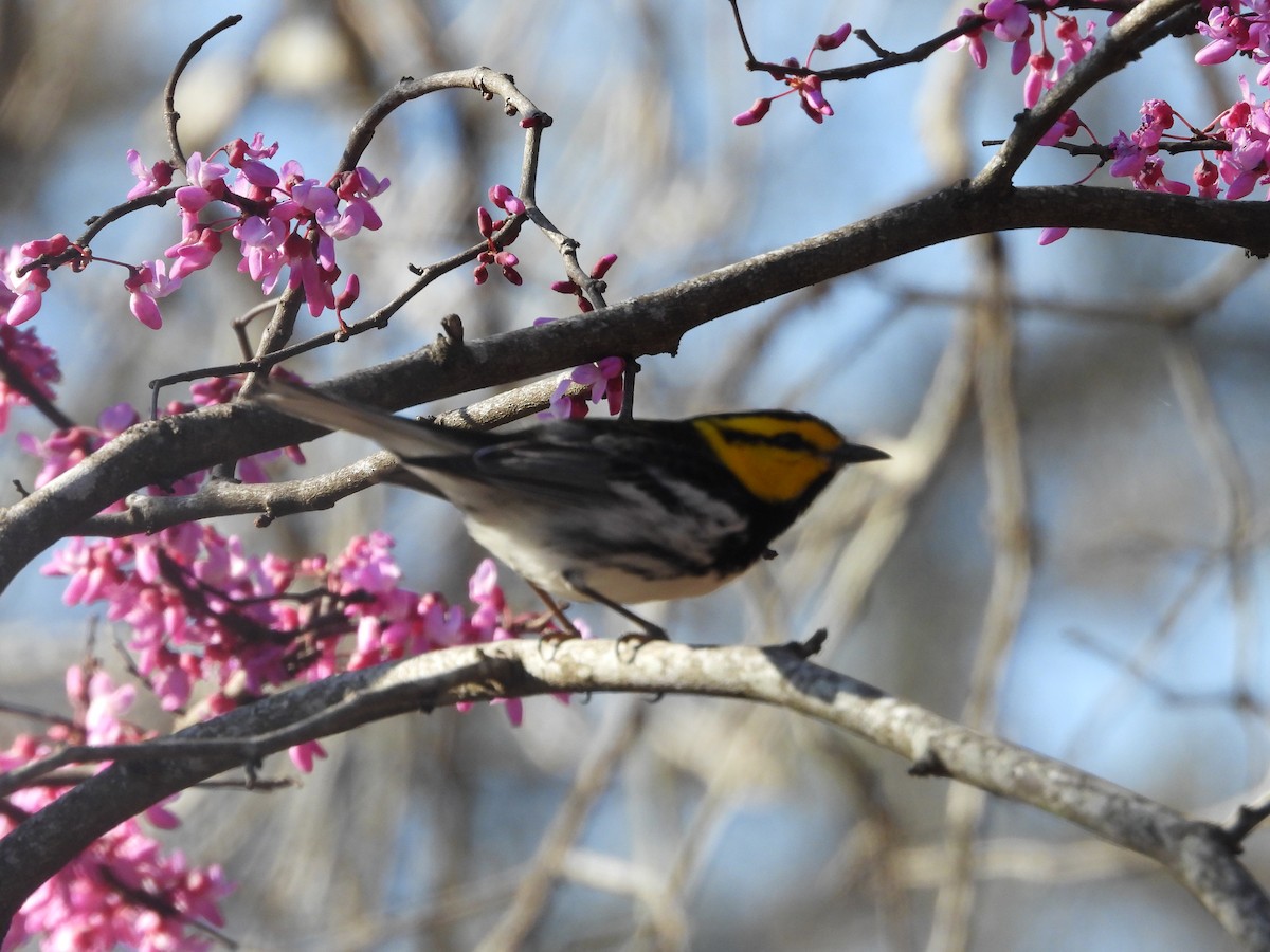 Golden-cheeked Warbler - ML639129419