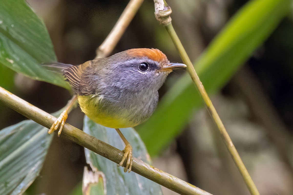 Broad-billed Warbler - ML639129615