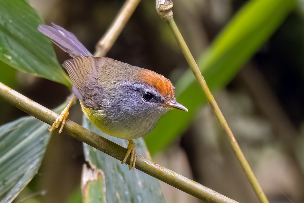 Broad-billed Warbler - ML639129617