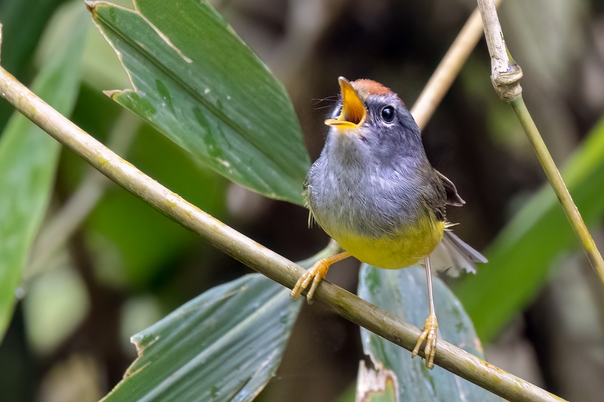 Broad-billed Warbler - ML639129618