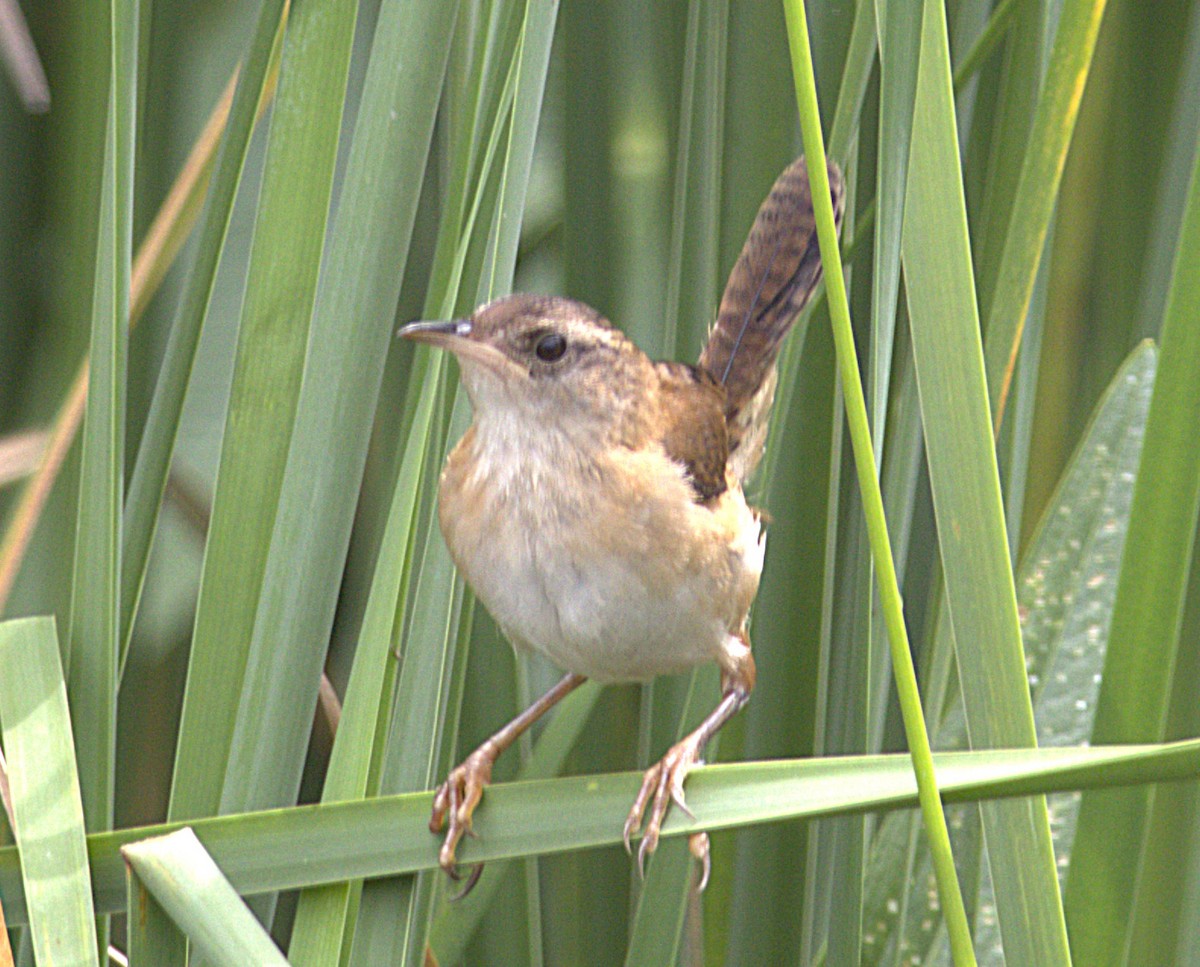 Marsh Wren - ML639129644