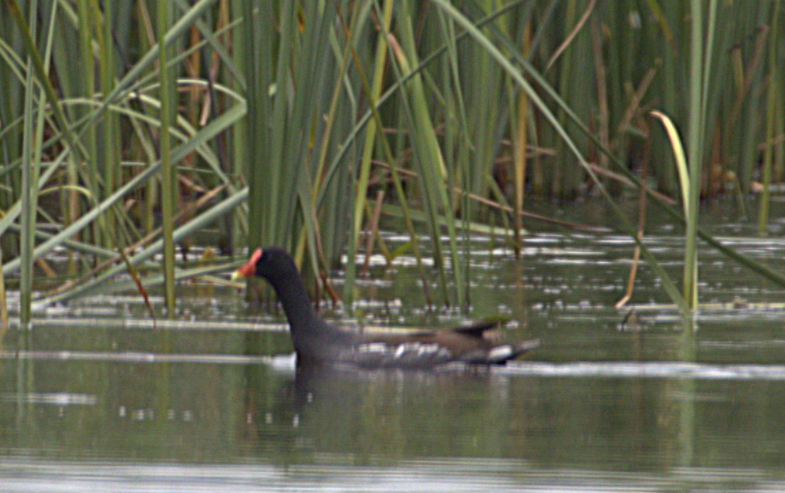 Common Gallinule - ML639129661