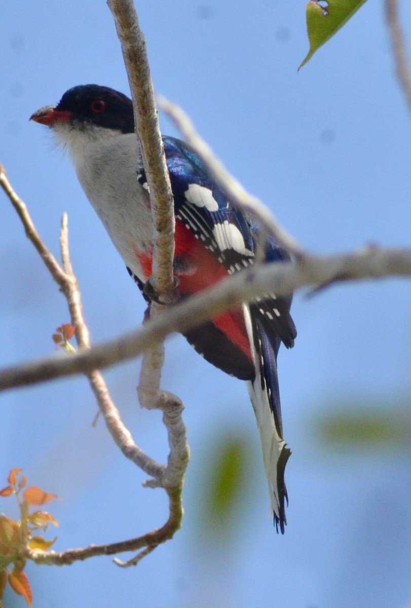 Cuban Trogon - ML639129683