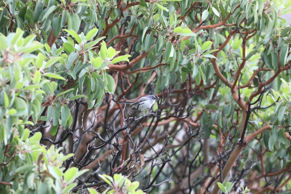 Blue-gray Gnatcatcher - ML639129684