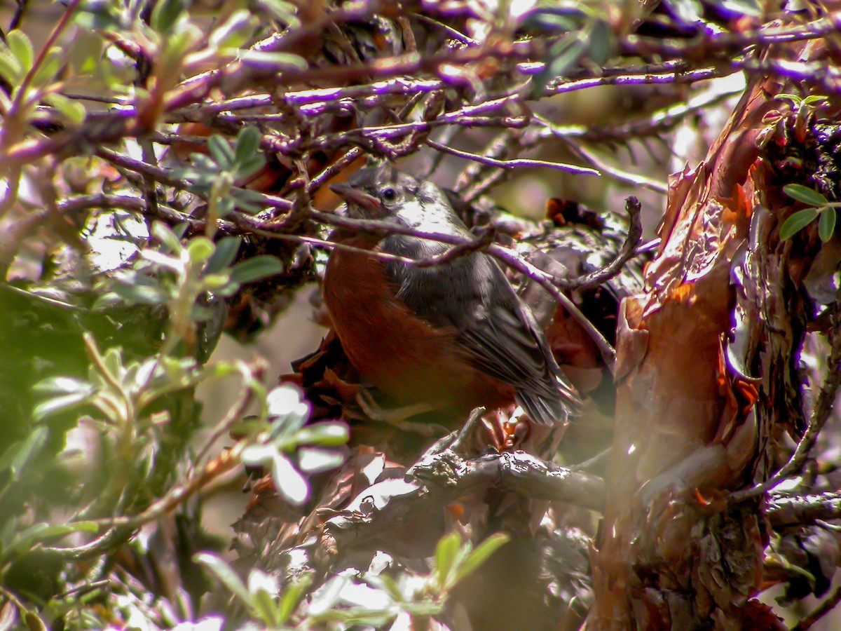 Giant Conebill - ML639129706