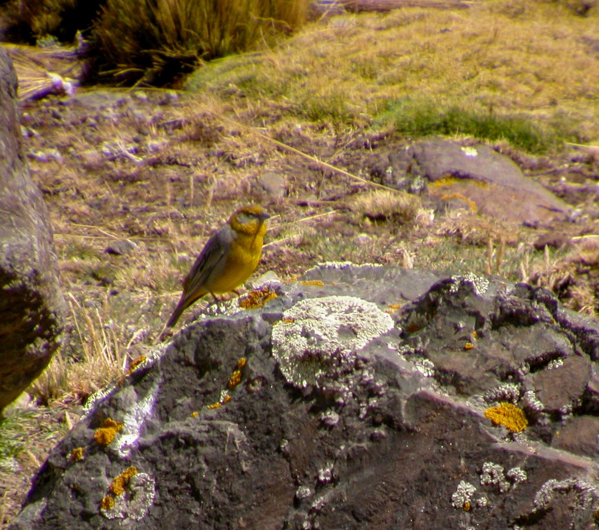 Greenish Yellow-Finch - ML639129710