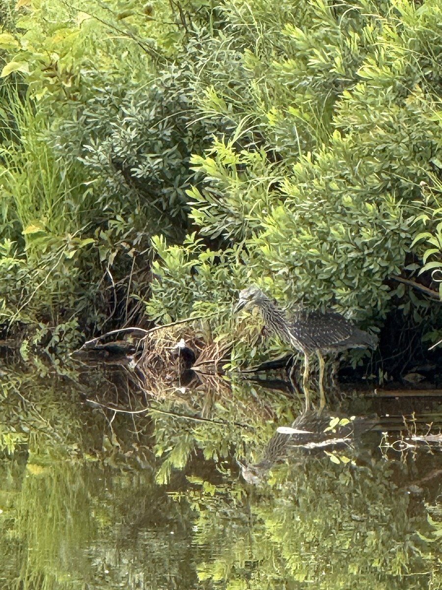 Yellow-crowned Night Heron - ML639129762