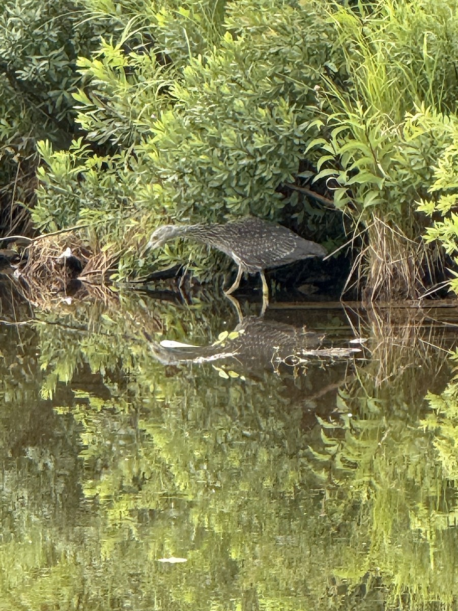 Yellow-crowned Night Heron - ML639129763