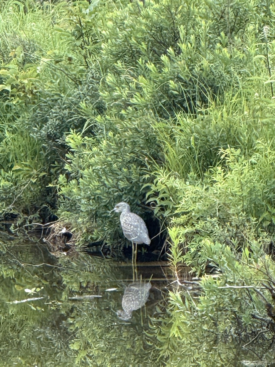 Yellow-crowned Night Heron - ML639129764