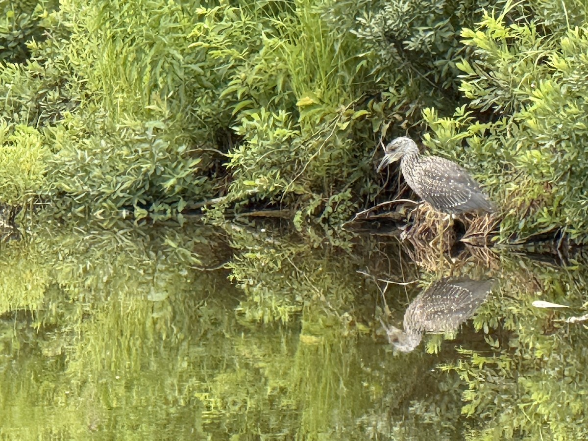 Yellow-crowned Night Heron - ML639129765