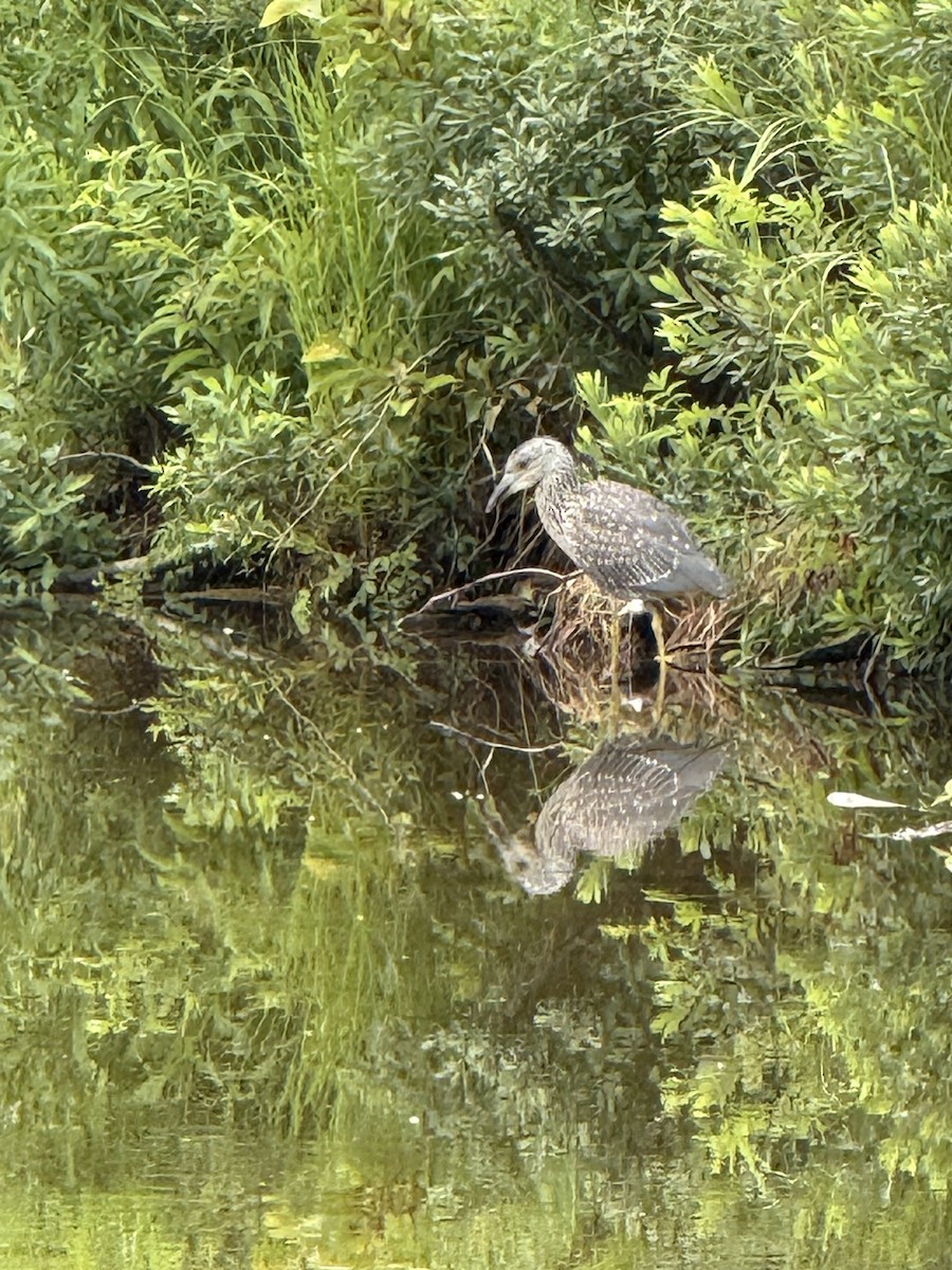 Yellow-crowned Night Heron - ML639129766
