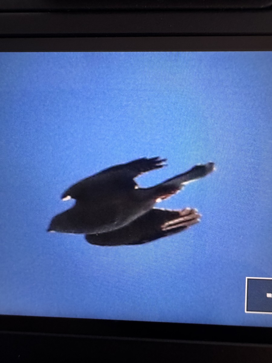 Collared Sparrowhawk - ML639129942