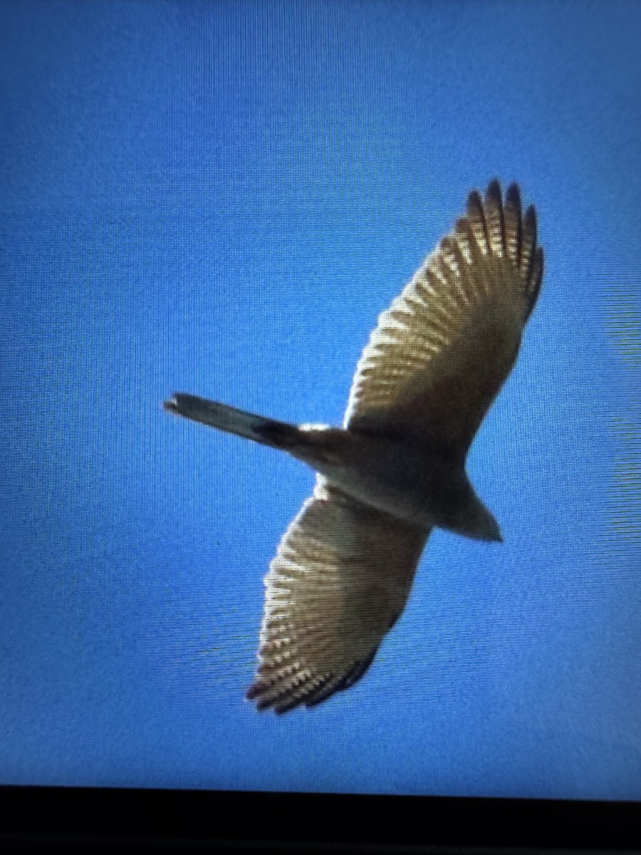 Collared Sparrowhawk - ML639129943