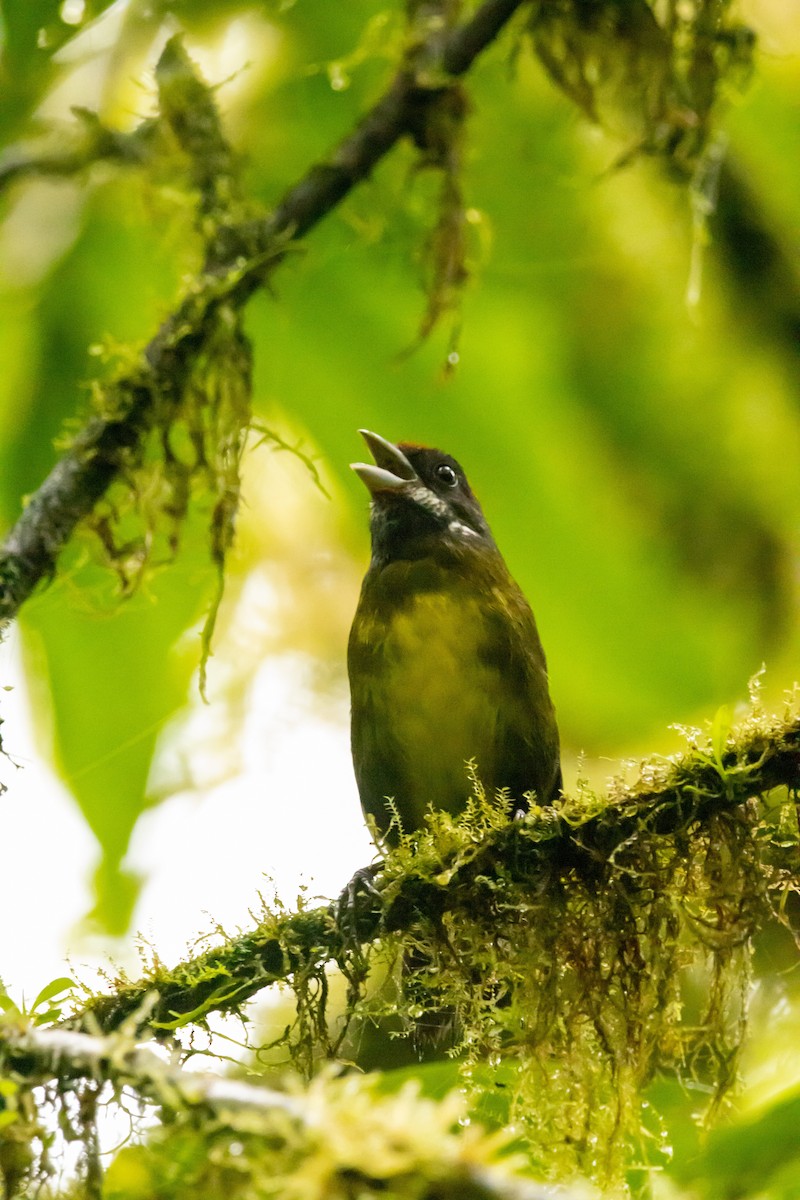 Sooty-faced Finch - ML639130018