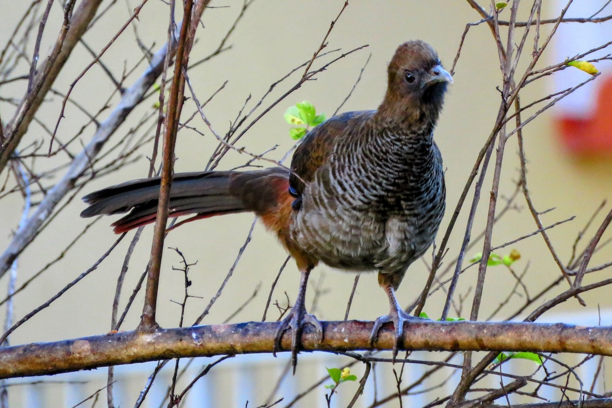 Scaled Chachalaca - ML639130022