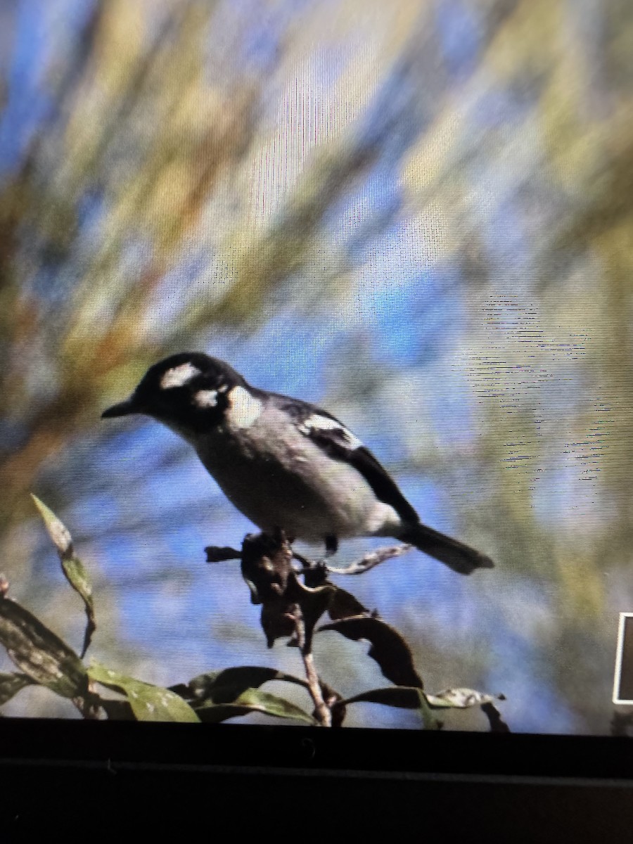 White-eared Monarch - ML639130027