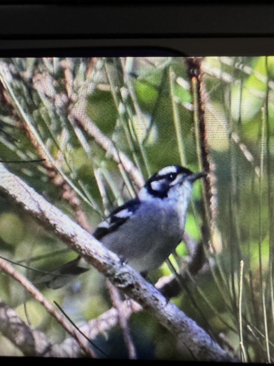 White-eared Monarch - ML639130028