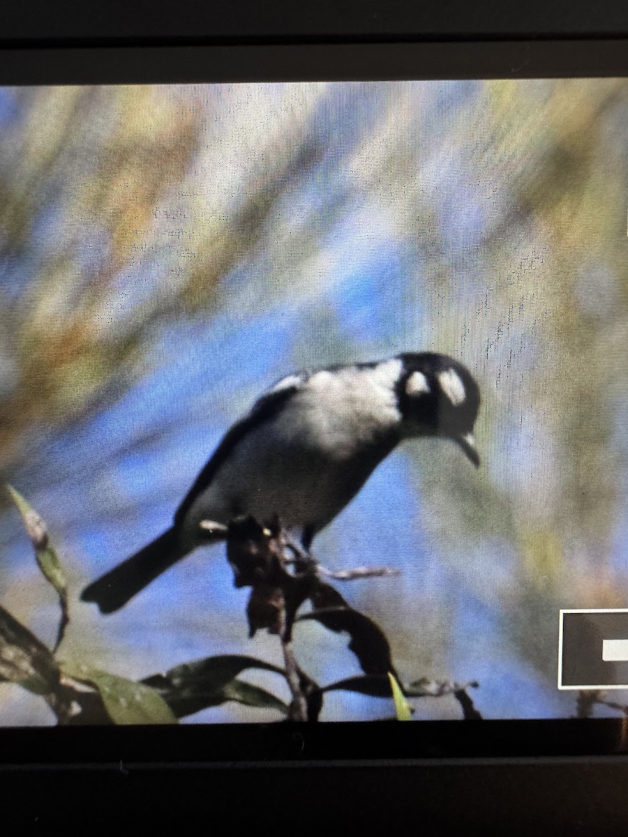 White-eared Monarch - ML639130029