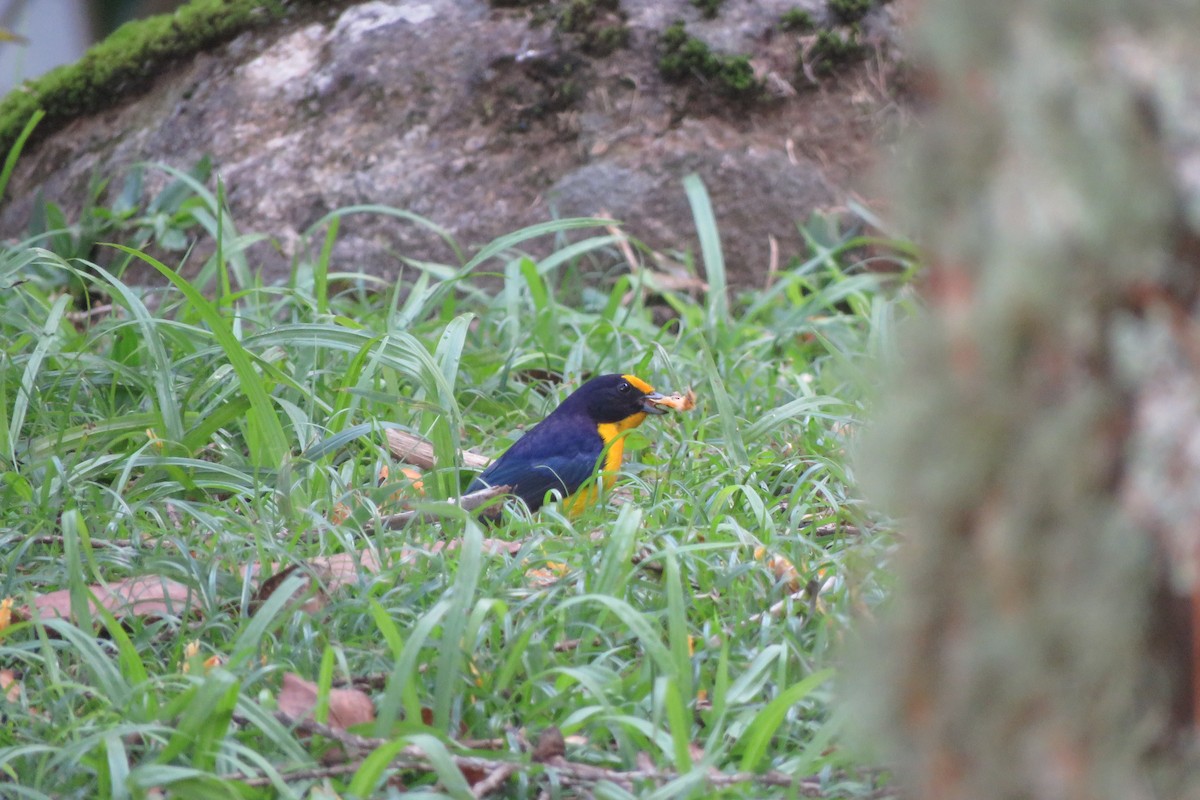 Violaceous Euphonia - ML639130079
