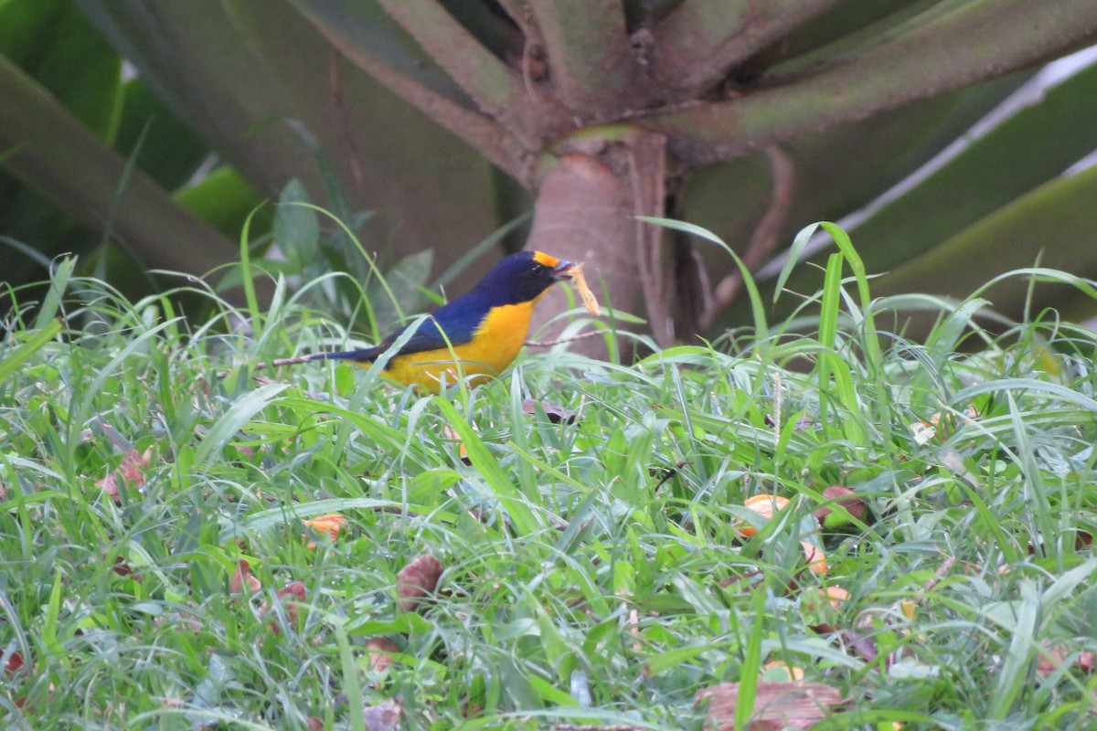 Violaceous Euphonia - ML639130081