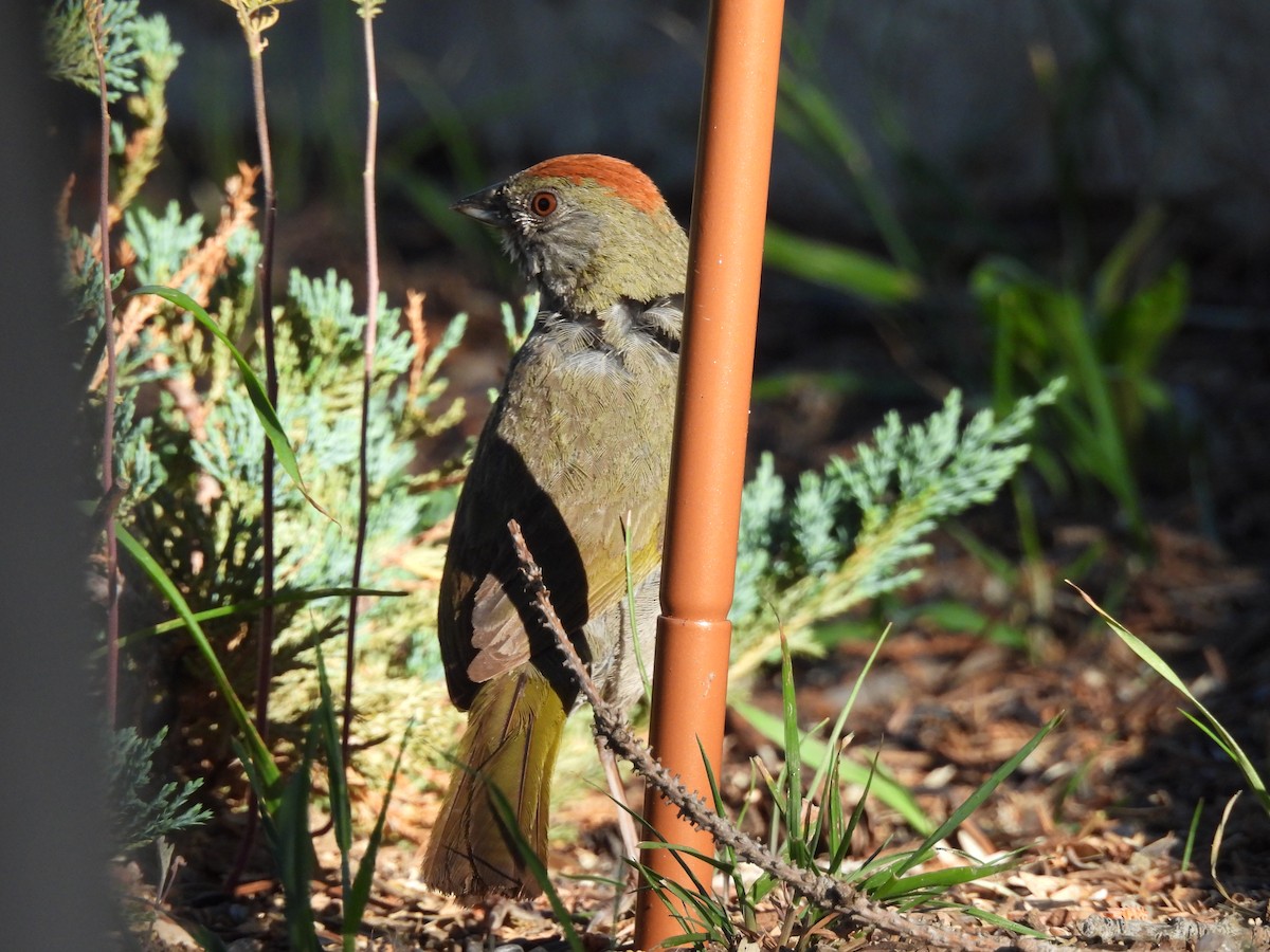 Green-tailed Towhee - ML639130109