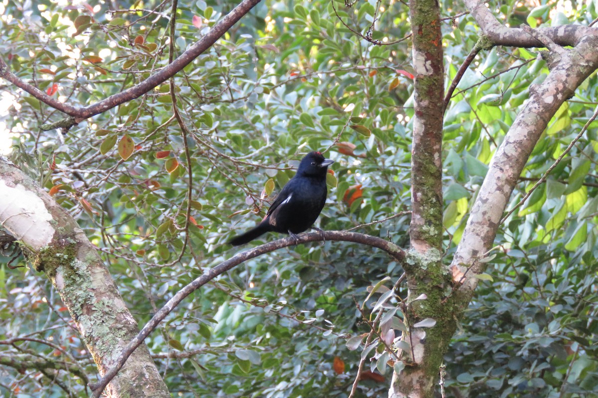 Ruby-crowned Tanager - ML639130128