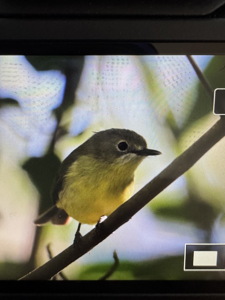 Fairy Gerygone - ML639130165