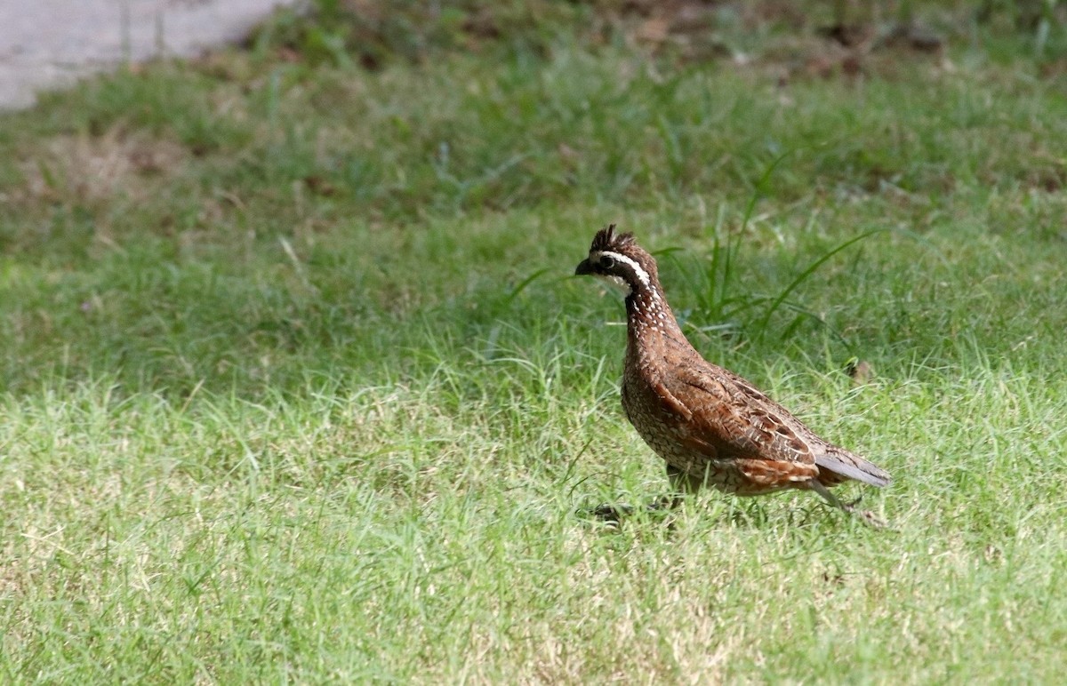 Northern Bobwhite - ML639130177