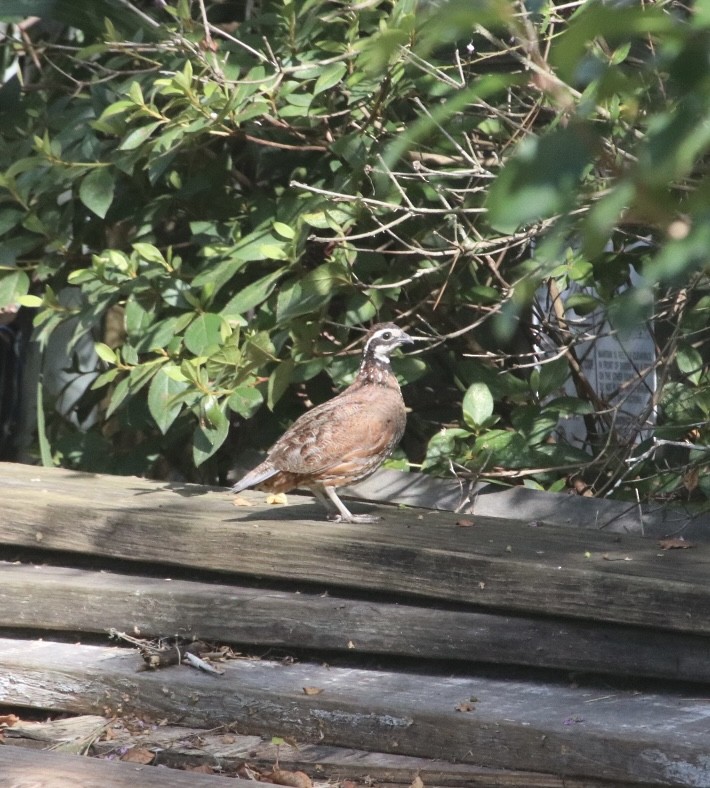 Northern Bobwhite - ML639130178