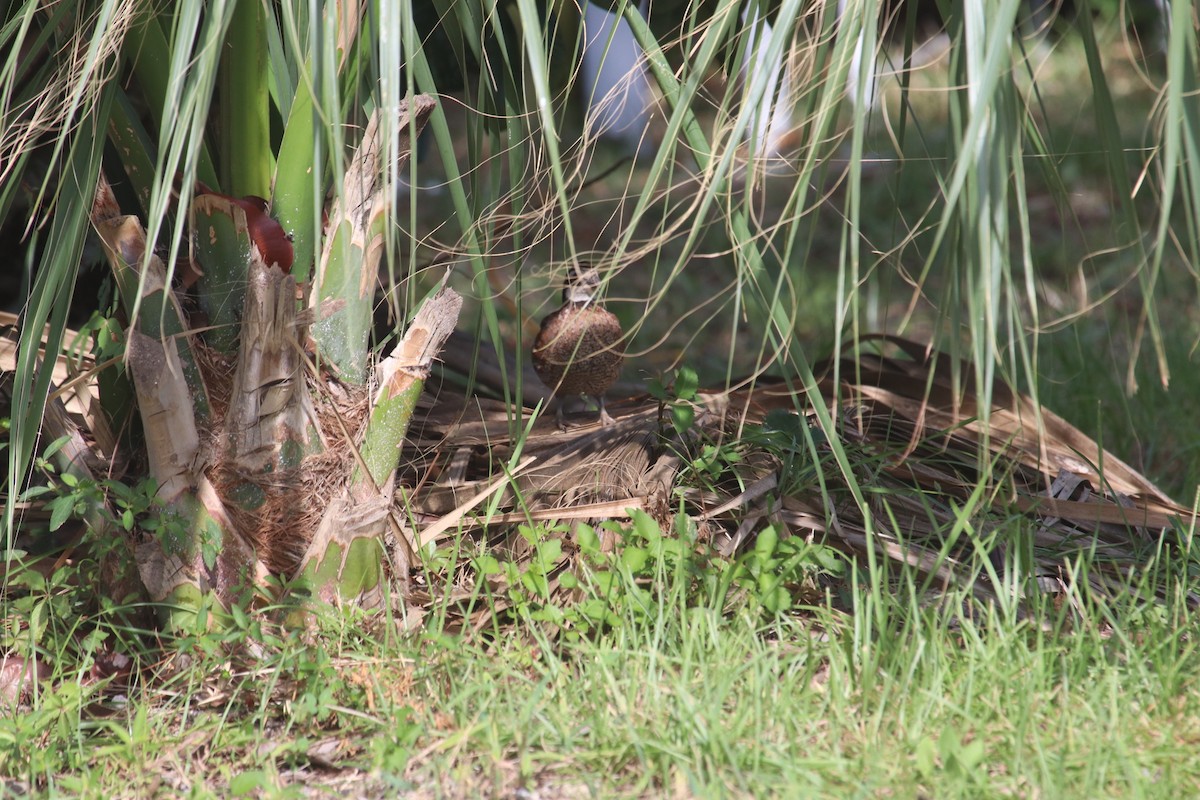 Northern Bobwhite - ML639130179