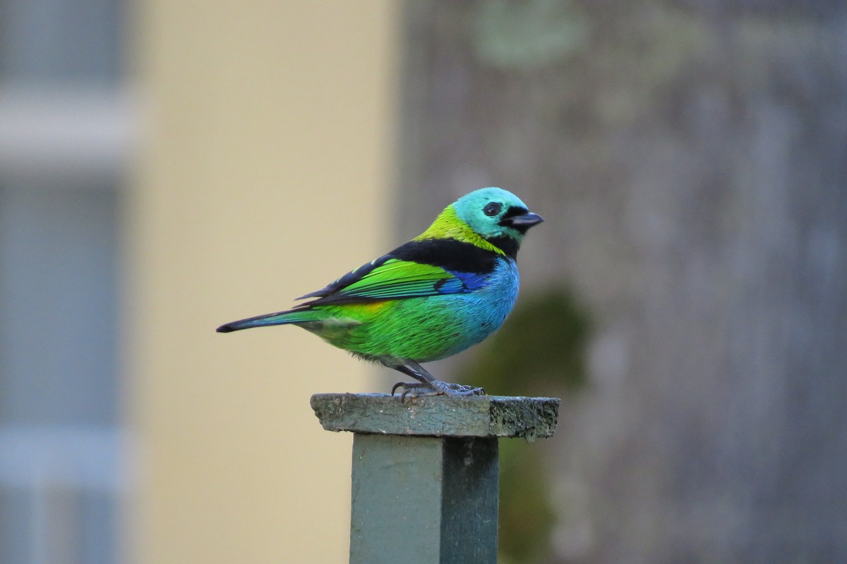 Green-headed Tanager - ML639130202