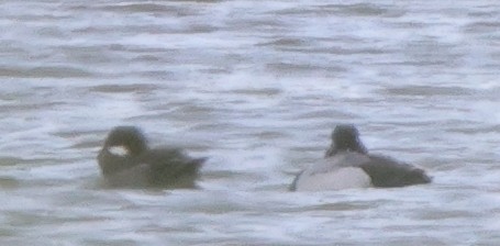 Lesser Scaup - ML639130217