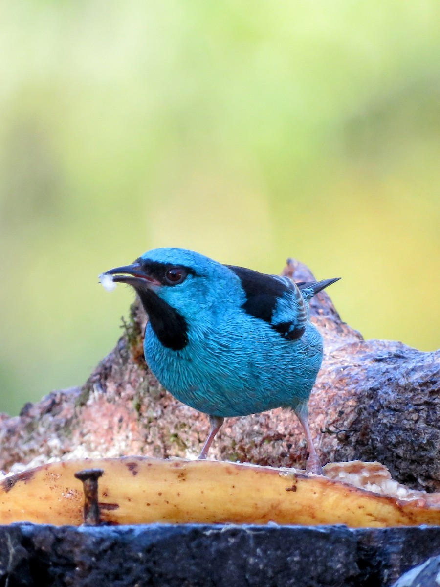 Blue Dacnis - ML639130223