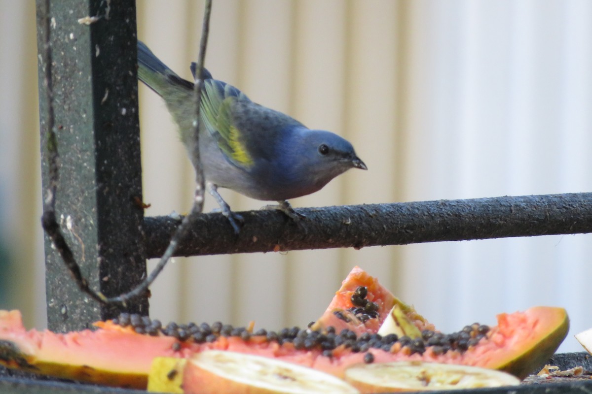 Golden-chevroned Tanager - ML639130254